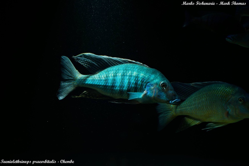 Taeniolethrinops praeorbitalis 'Chembe Beach'